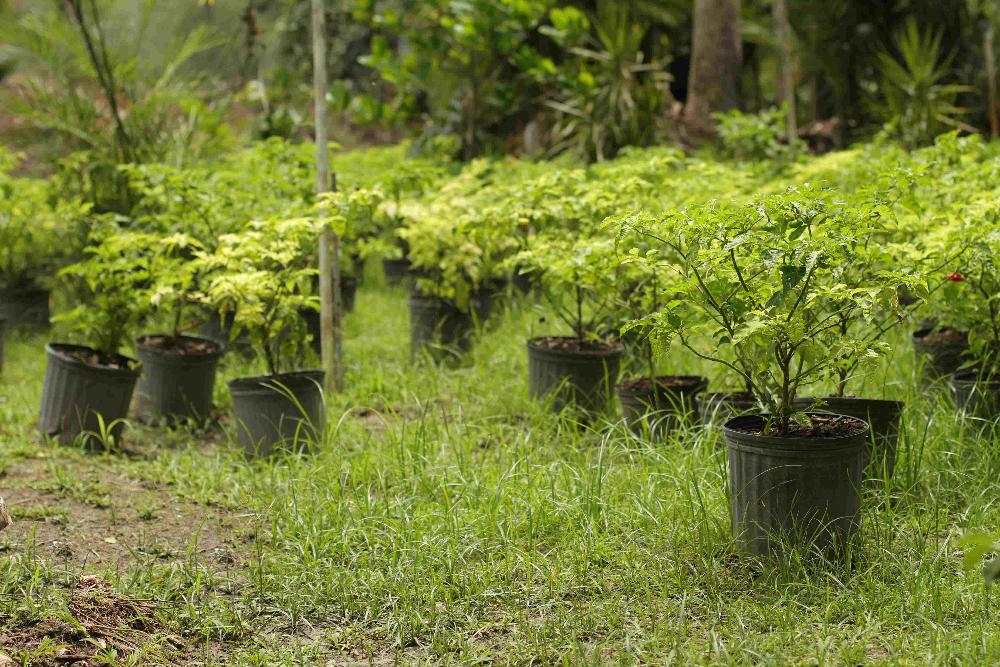 Plants in compost