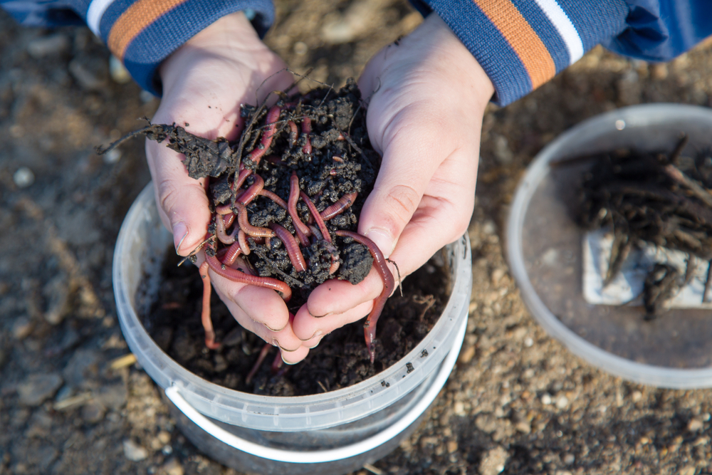 Professional Worm The Ultimate Guide to Starting a Worm Farming Business – Fertile Earth