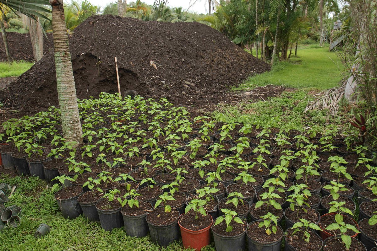 Mound of compost new seedlings
