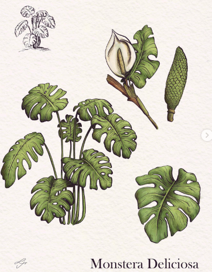 Monstera Deliciosa
