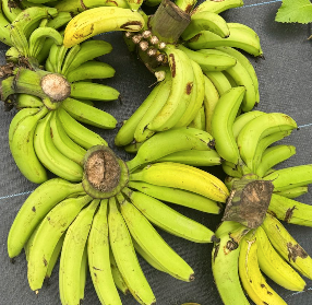 Bananas