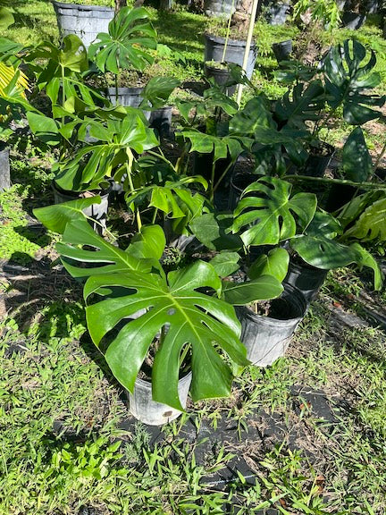 Potted monstera deliciosa plants in a garden setting with greenery and soil visible